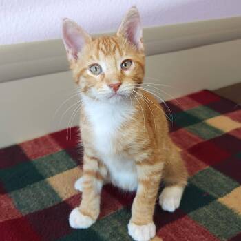 Honeycrisp -  Tabby Cat for Adoption in Marshfield, Wisconsin - Honeycrisp | PetCurious
