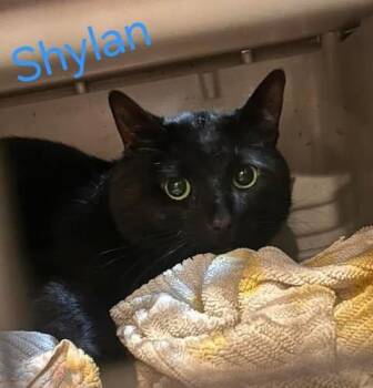 Shylan -  Domestic Short Hair Cat for Adoption in Keansburg, New Jersey - Shylan | PetCurious