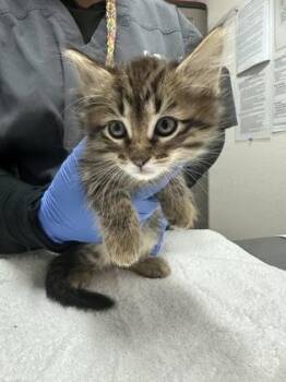 Domestic Short Hair Cats Available for Adoption in Sacramento, California - Phineas  | PetCurious