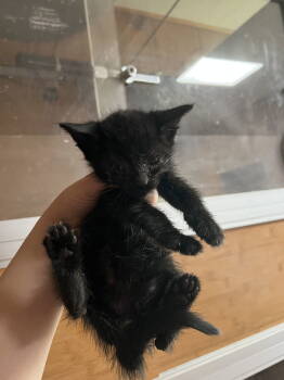 Rescue Domestic Short Hair Cats for Adoption in Bangs, Texas - Apollo | PetCurious