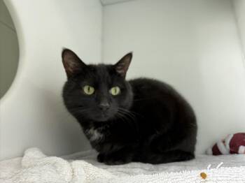 Domestic Short Hair Cats Available for Adoption - Saku | PetCurious