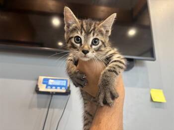 PIGLET -  Domestic Short Hair Cat for Adoption in Rowlett, Texas - PIGLET | PetCurious