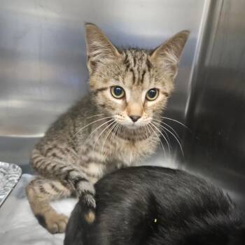 St. James Place -  Domestic Short Hair Cat for Adoption in Greensboro, North Carolina - St. James Place | PetCurious