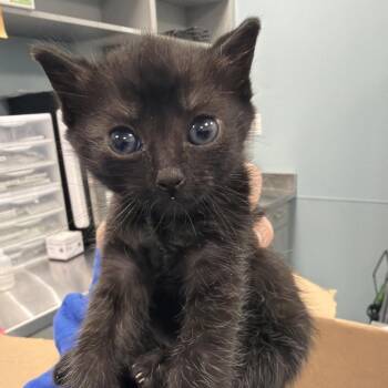 Roast Beef -  Domestic Short Hair Cat for Adoption in Greensboro, North Carolina - Roast Beef | PetCurious