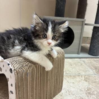 Paul Bunyan -  Domestic Medium Hair Cat for Adoption in Hays, Kansas - Paul Bunyan | PetCurious
