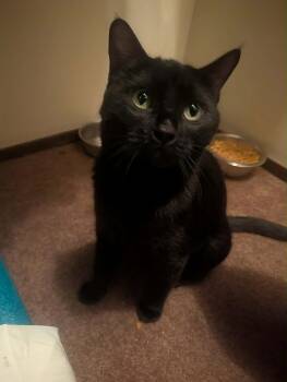 Notty -  Domestic Short Hair Cat for Adoption in Grand Junction, Colorado - Notty | PetCurious