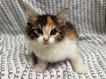 A551416 -  Domestic Medium Hair Cat Available for Adoption in Moreno Valley, California - A551416 | PetCurious