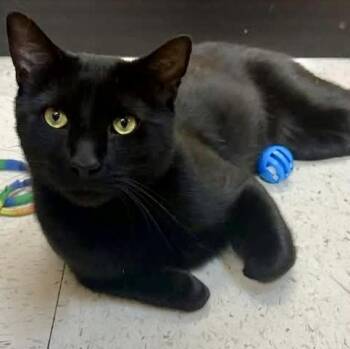 Clarence -  Domestic Short Hair Cat Available for Adoption in Syracuse, New York - Clarence | PetCurious