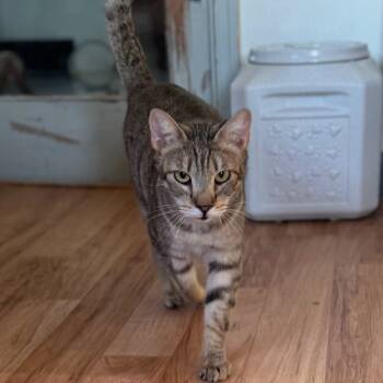 Rescue Domestic Short Hair Cats for Adoption in Tucson, Arizona - BUSTER | PetCurious