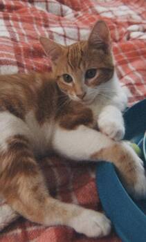 George -  Domestic Short Hair Cat for Adoption in Walled Lake, Michigan - George | PetCurious