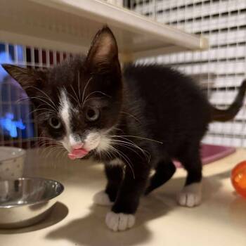 Rescue Domestic Short Hair Cats for Adoption in Baytown, Texas - Centric | PetCurious