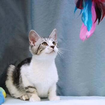 Rescue Tabby Cats for Adoption in Maynardville, Tennessee - Rooster | PetCurious