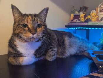 Leilani -  Calico and Domestic Medium Hair Cat for Adoption in Buford, Georgia - Leilani | PetCurious