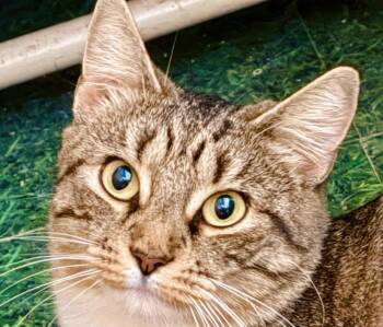 Rescue Tabby Cats for Adoption in Philadelphia, Pennsylvania - Peeps | PetCurious