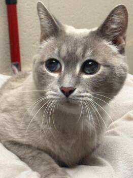 Walter -  Siamese Cat for Adoption in Effingham, Illinois - Walter | PetCurious