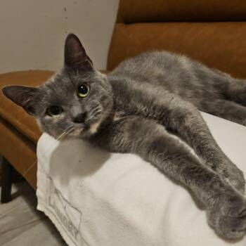 Rescue Manx Cats for Adoption in Pardeeville, Wisconsin - Bree ( FeLV+) | PetCurious