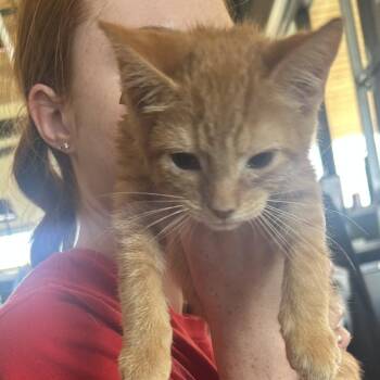 Michael FKA Bluebell kitten 2 -  Domestic Short Hair Cat for Adoption in Leander, Texas - Michael FKA Bluebell Kitten 2 | PetCurious