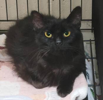 Sophie -  Domestic Long Hair Cat for Adoption in Plover, Wisconsin - Sophie | PetCurious