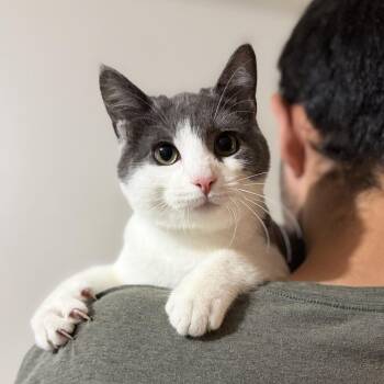 Rescue Domestic Short Hair Cats for Adoption in Pocatello, Idaho - Jinu | PetCurious