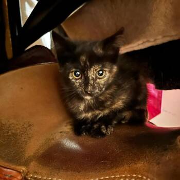Jill -  Domestic Short Hair Cat for Adoption in Bentonville, Arkansas - Jill | PetCurious