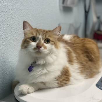 Domestic Long Hair Cats Available for Adoption in Riverside, California - Bruce | PetCurious
