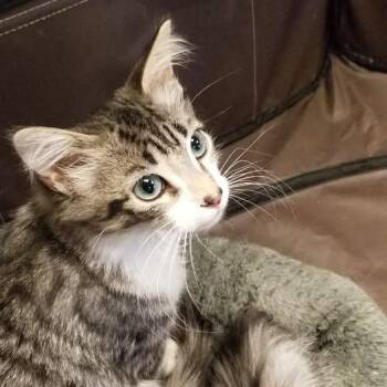Gavin -  Tabby and Domestic Medium Hair Cat for Adoption in Montour Falls, New York - Gavin | PetCurious