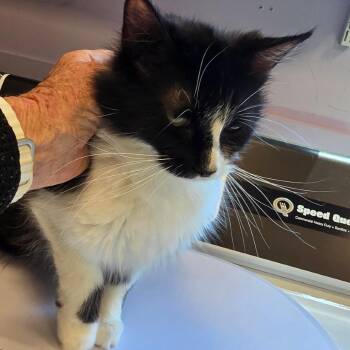 Domestic Long Hair Cats Available for Adoption in Madisonville, Tennessee - Ellen | PetCurious