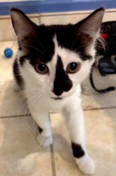 Rags -  Domestic Medium Hair Cat for Adoption in Phoenix, Arizona - Rags | PetCurious