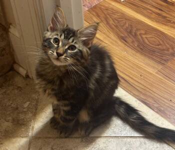 Ares -  Tabby and Domestic Short Hair Cat Available for Adoption in Garner, North Carolina - Ares | PetCurious