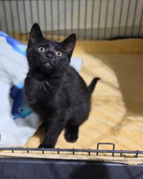 Lyric -  Domestic Short Hair Cat for Adoption in Novato, California - Lyric | PetCurious