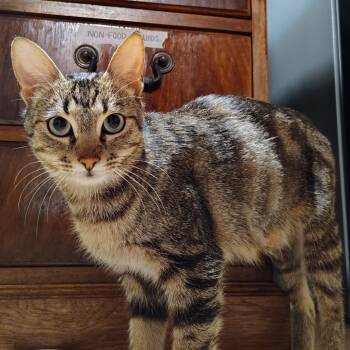 Rescue American Shorthair Cats for Adoption in Livingston, Texas - Ava | PetCurious