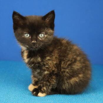 Domestic Short Hair Cats Available for Adoption in Tupelo, Mississippi - Thalia - 041406U | PetCurious