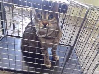 Domestic Short Hair Cats Available for Adoption - FLORENCE | PetCurious