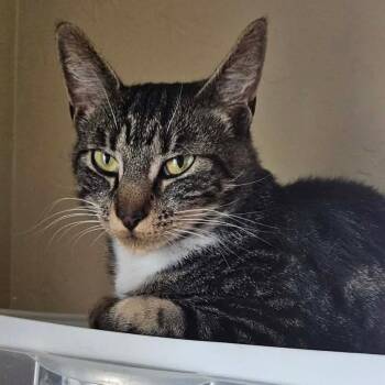 Domestic Medium Hair Cats Available for Adoption in Nampa, Idaho - Solara | PetCurious