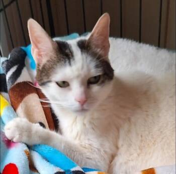 Rescue Domestic Short Hair Cats for Adoption in Eglin Air Force Base, Florida - Angel | PetCurious