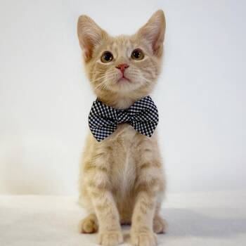Jorts -  Domestic Short Hair Cat for Adoption in Watertown, Wisconsin - Jorts | PetCurious