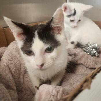 Cookie Crisp -  Domestic Short Hair Cat for Adoption in Evensville, Tennessee - Cookie Crisp | PetCurious