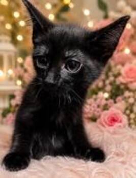 Domestic Short Hair Cats Available for Adoption in Portsmouth, Ohio - Margot | PetCurious