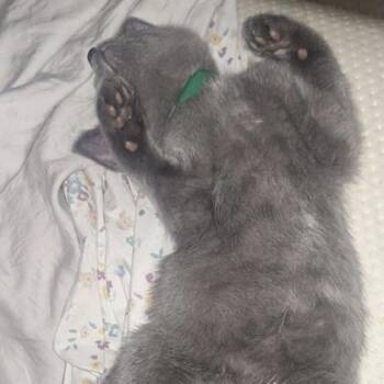 Gwen -  Domestic Short Hair Cat Available for Adoption in Janesville, Wisconsin - Gwen | PetCurious
