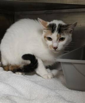A429170 -  Domestic Short Hair Cat for Adoption in Conroe, Texas - A429170 | PetCurious