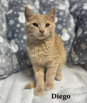 Rescue Domestic Medium Hair Cats for Adoption in Buford, Georgia - Diego | PetCurious