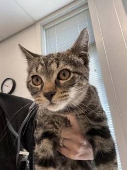 Benji -  Domestic Short Hair Cat for Adoption in Lafayette, Indiana - Benji | PetCurious