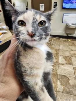 Lacey $75 fostered -  Domestic Short Hair Cat for Adoption in Seneca, South Carolina - Lacey $75 Fostered | PetCurious