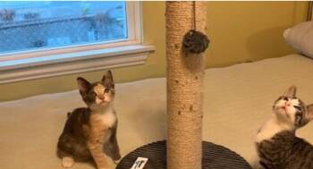 Rescue Domestic Short Hair Cats for Adoption in Houston, Texas - Handsome | PetCurious