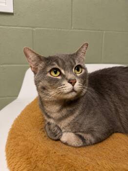 Dwight the dapper boy -  Tabby Cat for Adoption in Bloomfield, New Jersey - Dwight The Dapper Boy | PetCurious