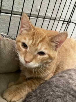Rescue Domestic Short Hair Cats for Adoption in Covington, Virginia - Kyle | PetCurious