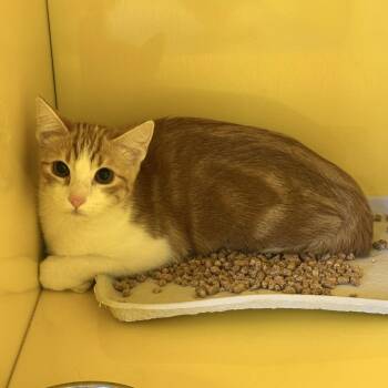 Kitty -  Domestic Short Hair Cat for Adoption in Abilene, Texas - Kitty | PetCurious