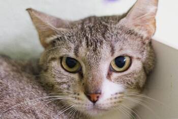 Pudding -  Domestic Short Hair Cat Available for Adoption in Hot Springs, Arkansas - Pudding | PetCurious