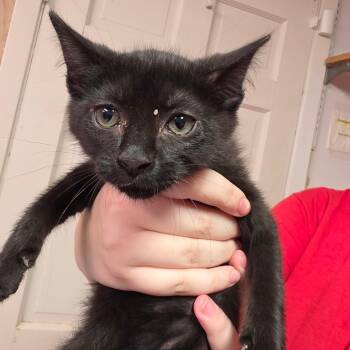 Night Crawler FKA Felix -  Domestic Short Hair Cat for Adoption in Leander, Texas - Night Crawler FKA Felix | PetCurious