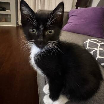 Domestic Short Hair Cats Available for Adoption in Los Angeles, California - Sonora | PetCurious